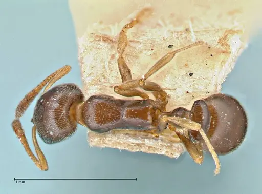 Cardiocondyla stambuloffii - FOCOL2905