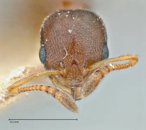 Cardiocondyla stambuloffii - FOCOL2905