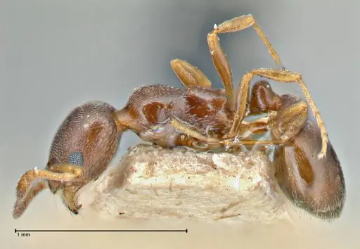 Cardiocondyla stambuloffii - FOCOL2905