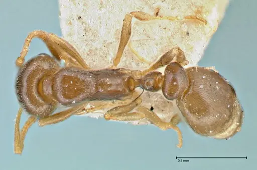 Cardiocondyla stambuloffii - FOCOL2906