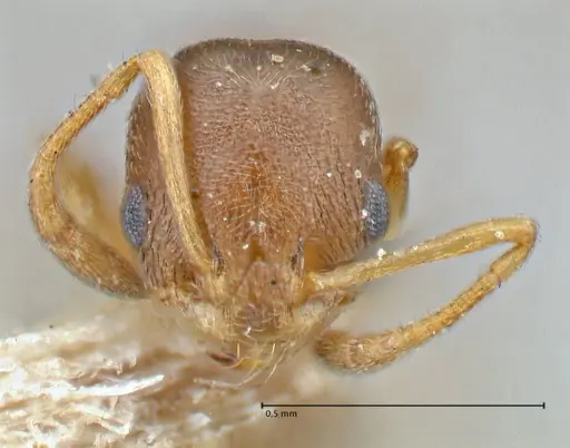 Cardiocondyla stambuloffii - FOCOL2906