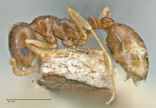 Cardiocondyla stambuloffii - FOCOL2906