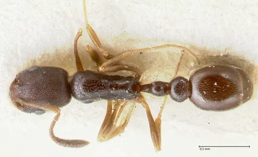 Cardiocondyla strigifrons specimen