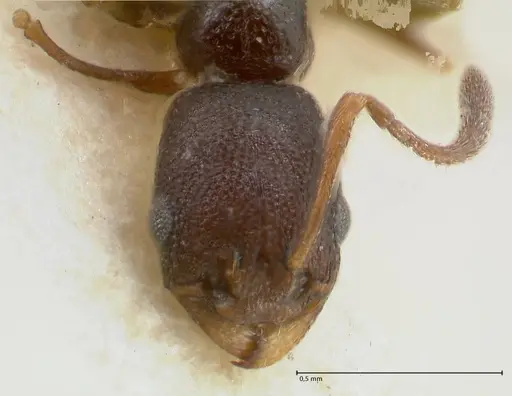 Cardiocondyla strigifrons specimen