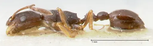 Cardiocondyla strigifrons specimen