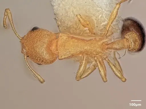 Cardiocondyla subspina specimen