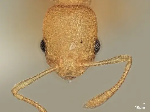 Cardiocondyla subspina specimen