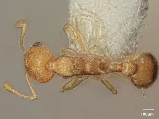 Cardiocondyla sulcata specimen