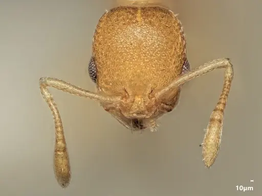 Cardiocondyla sulcata specimen