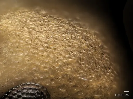 Cardiocondyla sulcata specimen