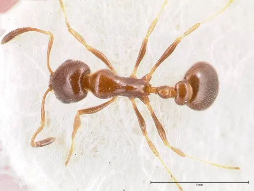 Cardiocondyla tenuifrons specimen