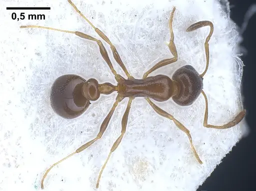 Cardiocondyla tenuifrons specimen