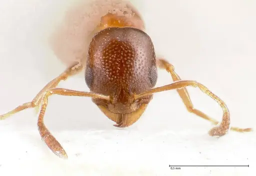 Cardiocondyla tenuifrons specimen