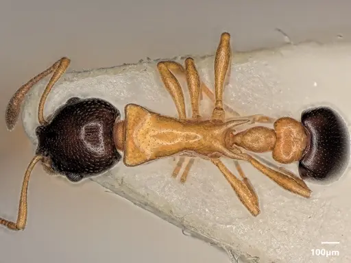 Cardiocondyla thoracica specimen