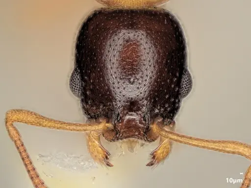 Cardiocondyla thoracica specimen