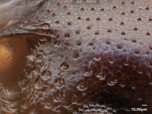 Cardiocondyla thoracica specimen