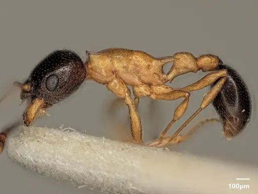 Cardiocondyla thoracica - ANTWEB1048542