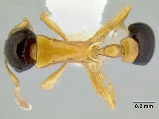 Cardiocondyla thoracica - CASENT0106252