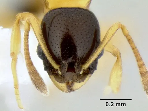 Cardiocondyla thoracica - CASENT0106252