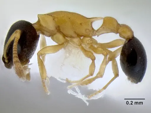 Cardiocondyla thoracica - CASENT0106252