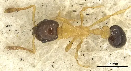 Cardiocondyla thoracica - CASENT0901412