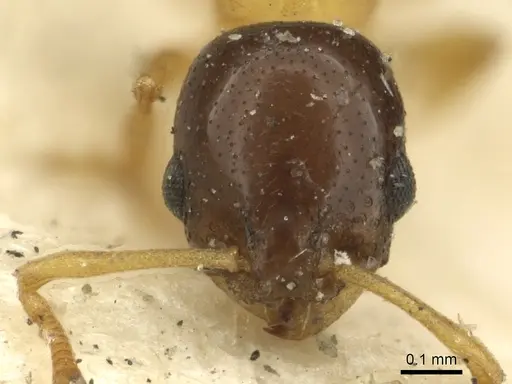 Cardiocondyla thoracica - CASENT0901412