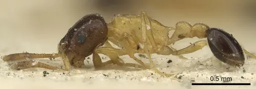 Cardiocondyla thoracica - CASENT0901412