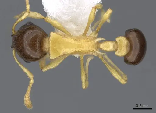 Cardiocondyla thoracica - CASENT0914970