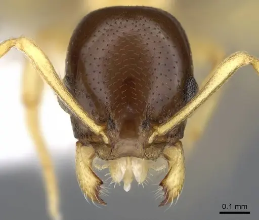 Cardiocondyla thoracica - CASENT0914970