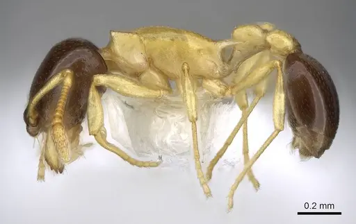 Cardiocondyla thoracica - CASENT0914970