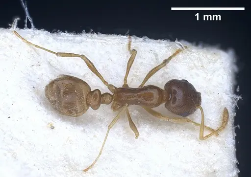 Cardiocondyla tibetana specimen