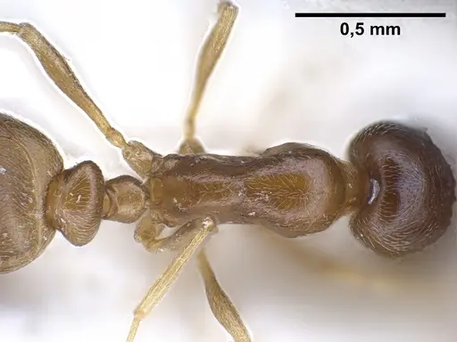 Cardiocondyla tibetana specimen