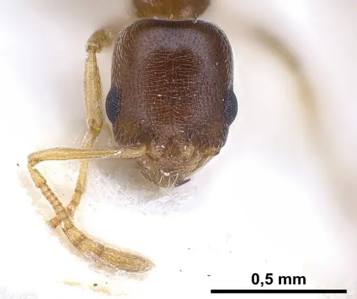 Cardiocondyla tibetana specimen