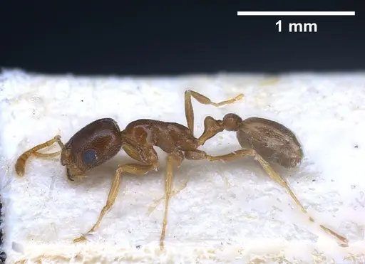 Cardiocondyla tibetana - ANTWEB1041252