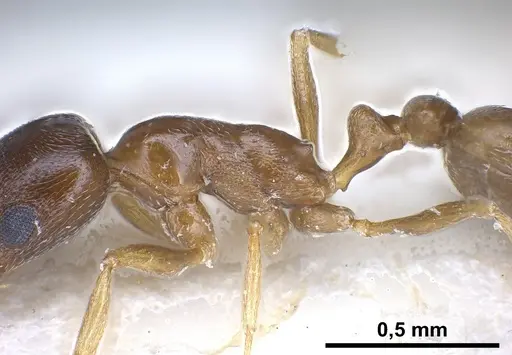 Cardiocondyla tibetana - ANTWEB1041252