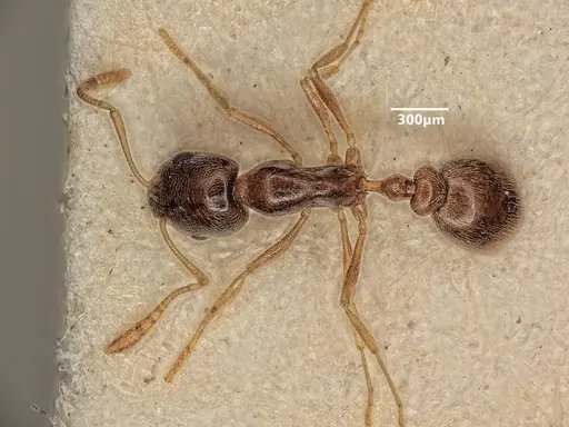 Cardiocondyla tibetana - ANTWEB1048543