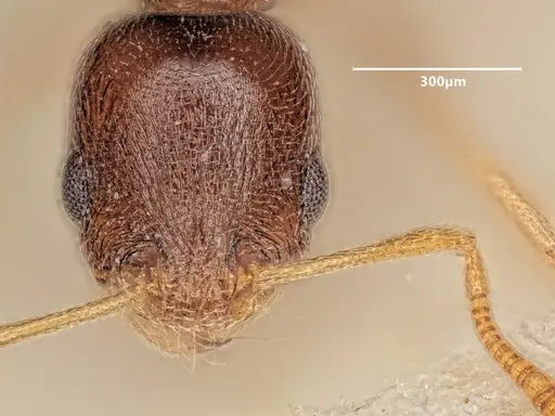 Cardiocondyla tibetana - ANTWEB1048543