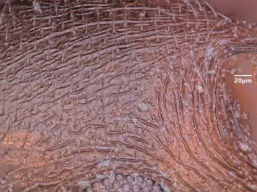 Cardiocondyla tibetana - ANTWEB1048543