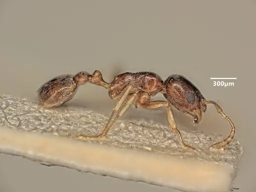 Cardiocondyla tibetana - ANTWEB1048543