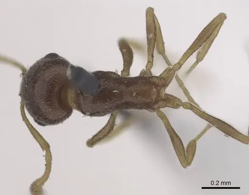 Cardiocondyla tibetana - CASENT0919737