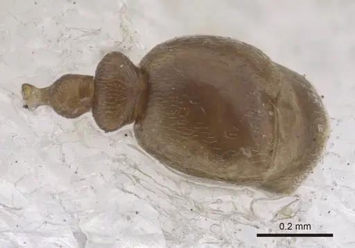 Cardiocondyla tibetana - CASENT0919737