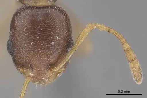 Cardiocondyla tibetana - CASENT0919737