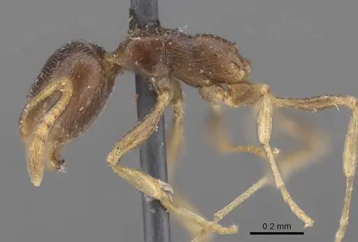 Cardiocondyla tibetana - CASENT0919737