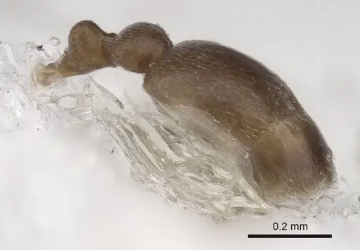 Cardiocondyla tibetana - CASENT0919737