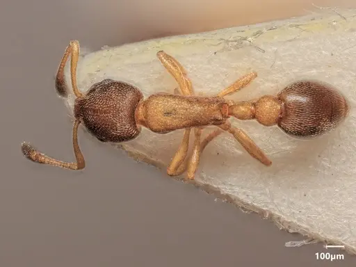 Cardiocondyla tjibodana specimen