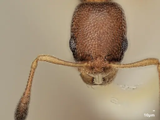 Cardiocondyla tjibodana specimen