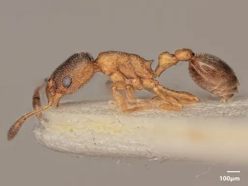 Cardiocondyla tjibodana specimen