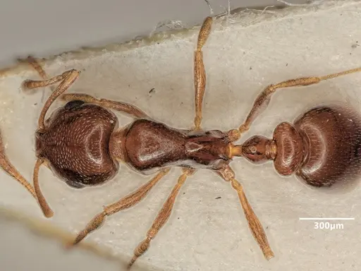 Cardiocondyla ulianini specimen