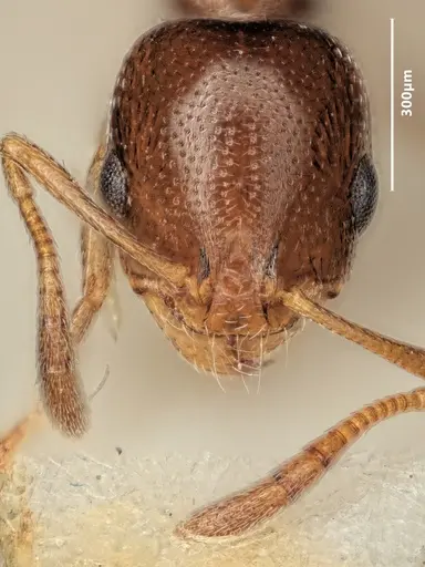 Cardiocondyla ulianini specimen
