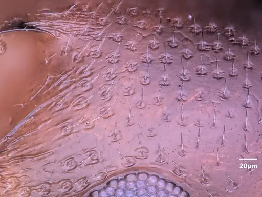 Cardiocondyla ulianini specimen